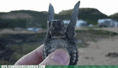 turtle flying GIF