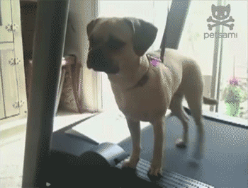 morning exercise GIF