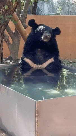 cuteanimalland giphyupload GIF