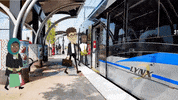 Cats Lynx GIF by Mecklenburg County