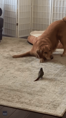 Pet Bird and Dog Play Tag