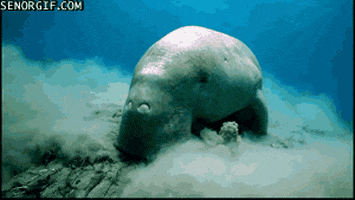 dugong is that a pokemon GIF by Cheezburger