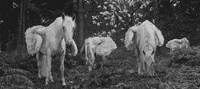unicorn GIF