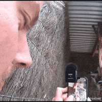 Koala GIF