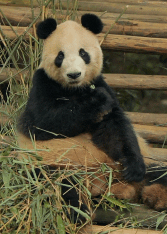 page panda GIF by Cheezburger