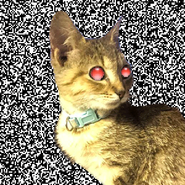 codyengland giphyupload cat glitch retro GIF
