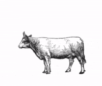 cremeeis wuppertal kuh eiscreme creme eis GIF