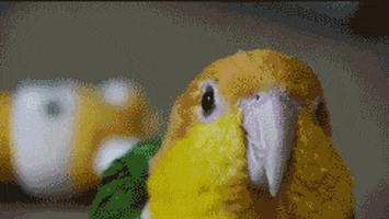 bird grooming GIF