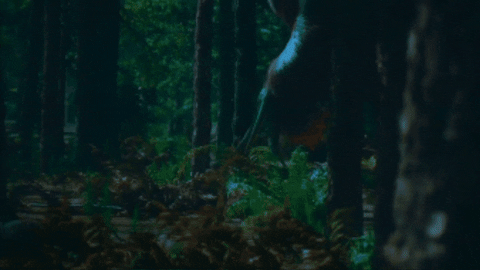 WildlifeWonders giphygifmaker GIF