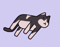 Cat Rotate GIF by milly cohen