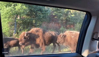 Herd of Bison Surrounds Car in Yellowstone National Park