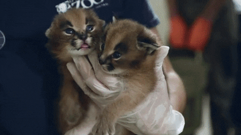 kittens GIF