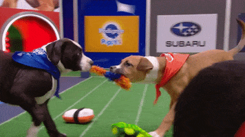 Animal Planet GIF by Puppy Bowl