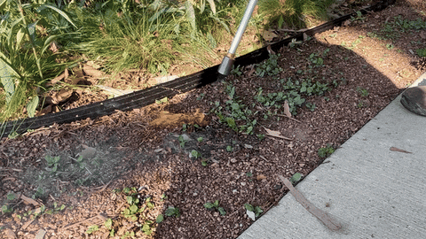 layneknoche giphyupload garden torch GIF