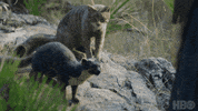 Cat Hbo GIF by His Dark Materials