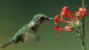 symphony for our world GIF by Nat Geo Wild 
