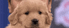 TV gif. Close-up of a fluffy golden puppy on the Tonight Show; the image freezes when the puppy winks. Text, "Puppy wink!!!!"