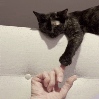 Silly Lilly GIF