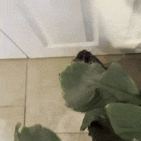 Silly Lilly GIF