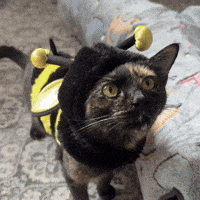 Silly Lilly GIF