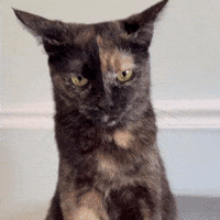 Silly Lilly GIF