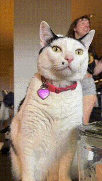melon_n_finn cat yap silly cat melon be smellin GIF