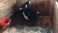 Goats Show Off Their Sweet Parkour Skills on Their Mom