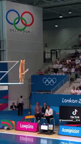 paolog67 giphyupload cat dive diving GIF