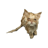 kitten kitties STICKER by imoji