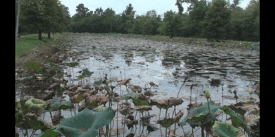 Education Biology GIF by DIIMSA Stock