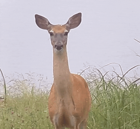 RastaSack giphyupload GIF