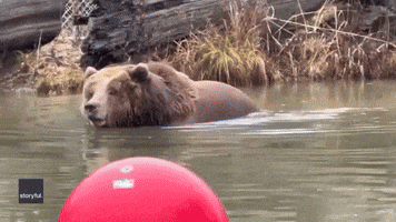 Rescue Bear 'Without a Care' Takes an Icy Dip