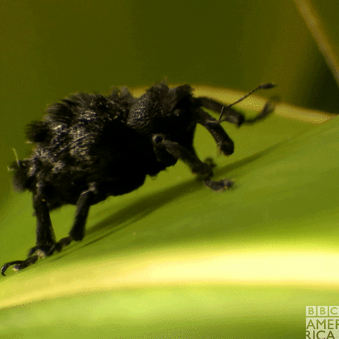 Wildlife Madagascar GIF by BBC America