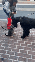 'So Cute!': Little and Large Schnauzer Encounter Goes Viral