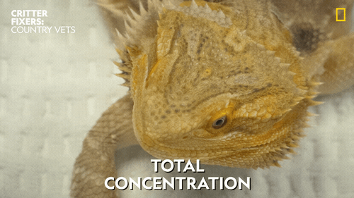 National Geographic Fun GIF by Nat Geo Wild