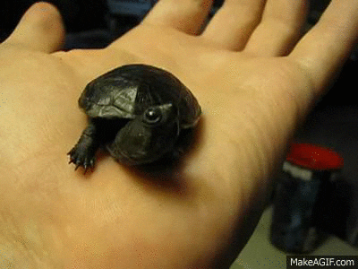 baby turtle GIF