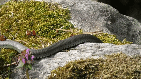 ingovalgma giphyupload snake madu water snake GIF
