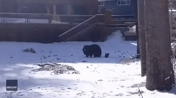 Mama Bear Picks Up Super-Cute Cub During Family Stroll in South Lake Tahoe