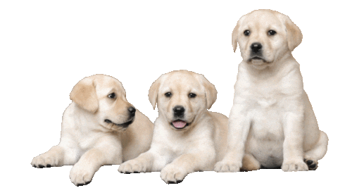 guidedogsaustralia giphyupload puppy dogs puppies Sticker