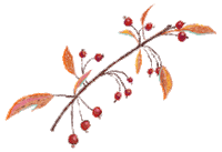 chaxlai_illustration nature spring autumn plant Sticker