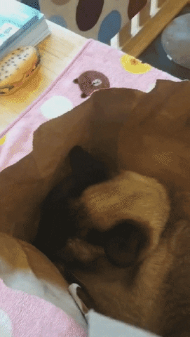 asdfwrgdghxcvbrte giphyupload GIF