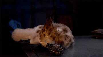 Star Wars Loth Cat GIF by hamlet