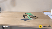 wikitude  GIF