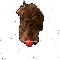 Wiener Dog Sticker by dackelfreunde