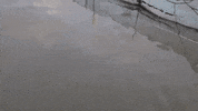 BossKerati fish boss fresh fishing GIF