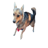 Nikethecorgiranian Sticker by robinblackburnmarketing
