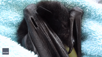 Volunteer Charts Healing Process for Baby Bat Found With Hole in Wing