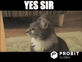 Cat Yes GIF by ProBit Global