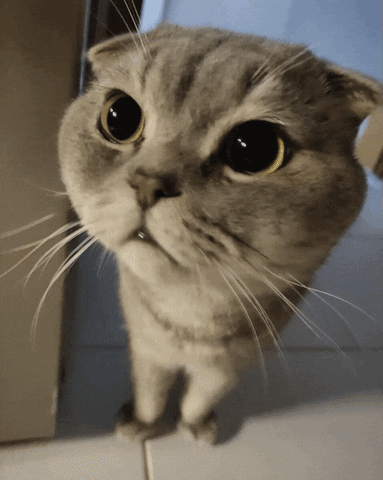 Cute Cat Raised Eyebrows GIF