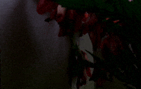 Las Flores (2015)